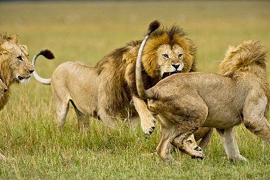 《世界海龟》登陆Steam 巨大龟背建设经营